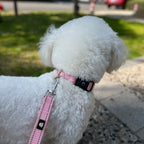Reflective Comfort: Adjustable Neoprene Dog Collar and Leash Set for All Breeds